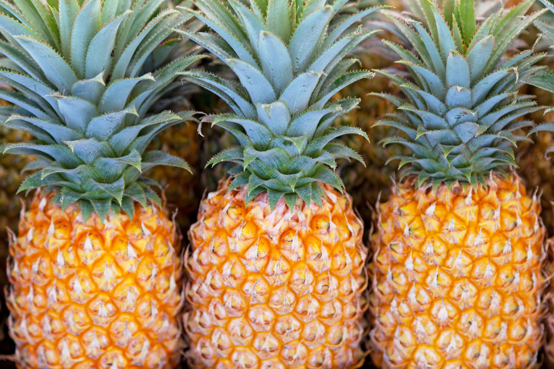 Lignes d’ananas